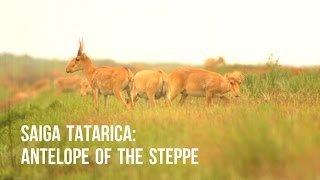 Saigas: the steppe antelopes | Сайгаки: степные антилопы