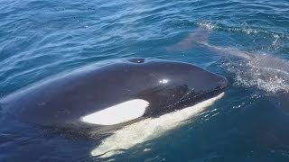 クジラ襲うシャチを撮影 知床 羅臼沖 観光船長も興奮 Youtube