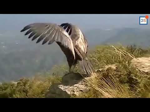 ნახეთ ზოოპარკის ტყვეობიდან განთავისუფლებული კონდორის პირველი ფრენა. საოცარი სანახავია