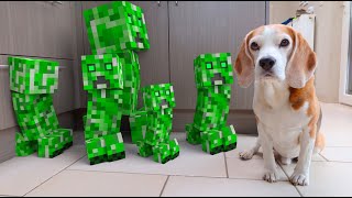 Animations in REAL LIFE vs PUPPY : MINECRAFT CREEPER by Louie The Beagle 24,354 views 9 months ago 1 minute, 48 seconds