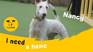 Nancy the wonderful Wire Fox Terrier | Dogs Trust Canterbury