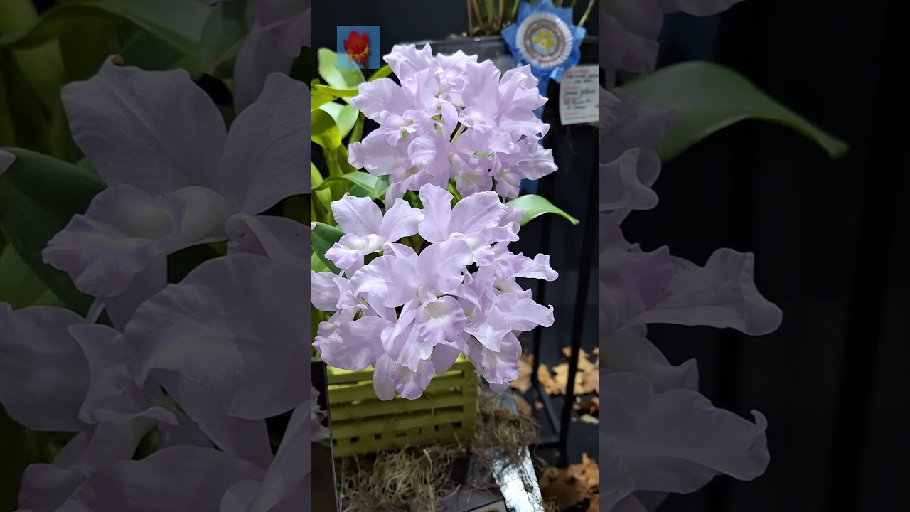 LINDÍSSIMA ORQUÍDEA GUARIANTHE SKINNERI | A JÓIA DA COSTA RICA