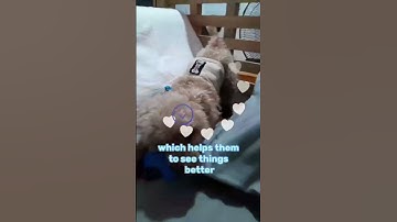 Thumbnail of Is Dog Color Blind? #Shorts