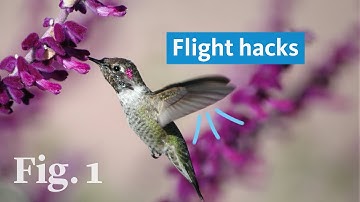 Secrets of hummingbird flight revealed with slow-motion cameras