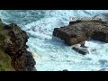 Fisherman dies after falling from Bondi rocks