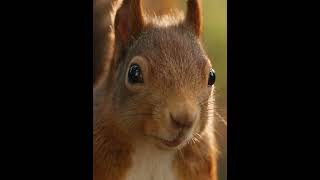 The Hungry Squirrel 🐿️ | A Story About Sharing | Animated Short Film #animatedstory #kidsstories