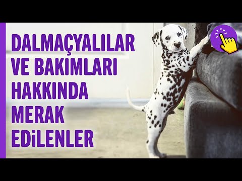 Video: Dalmaçyalı: Cinsin özellikleri