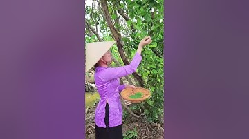 Cơm Quê | Miền Tây Quê Hương Tôi