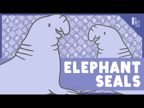 Why Elephant Seals Drop Beats