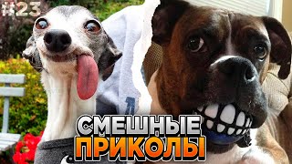 ✅ Новые приколы / лучшие приколы тик ток / приколы 2022 / ЛУЧШИЕ ПРИКОЛЫ ЛЕТА 2022  / ПРИКОЛЫ АВГУСТ