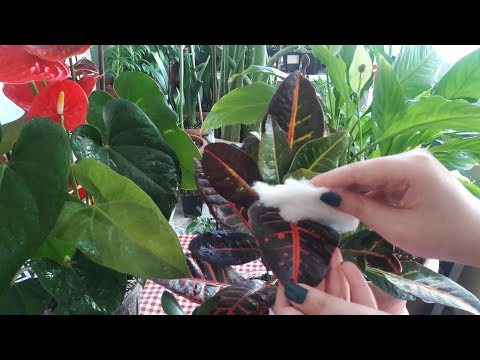 Video: Bitkiler Nasıl Beyazlatılır