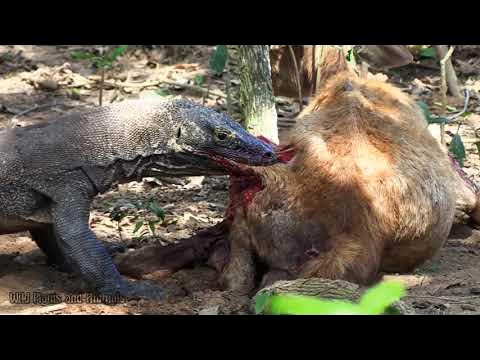 Moment eating komodo | the moment the dragon eats very voraciously