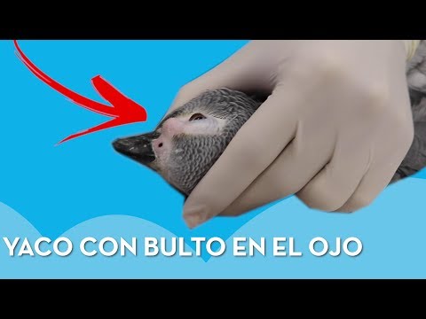 ¡LORO ACUDE CON BULTO EN EL OJO! 🦜 👁