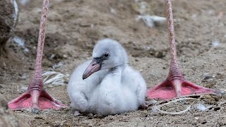 Cute Flamingo Chicks Join the Flock