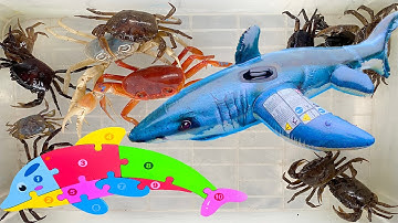 Kem Ốc Chanel đi bắt con cá, con cua bị cá mập tấn công. Cá mập cắn cá heo, cá sấu, hải cẩu, con bò.