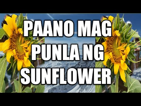 Video: Paano Makagamit Ng Mga Binhi Ng Mirasol Sa Pagluluto