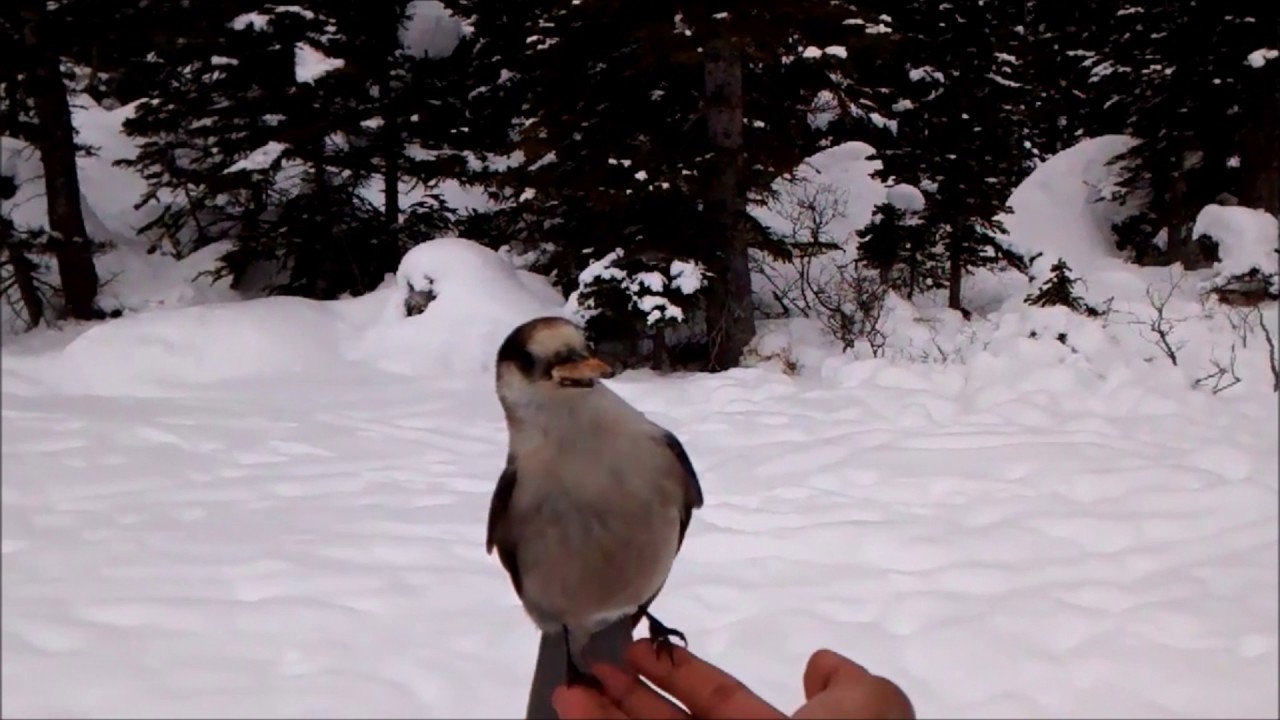 Snowshoeing at Joffre Lakes, Pemberton, BC YouTube