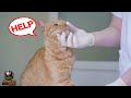 How you know your cat is dying.... What cat owners need to know.