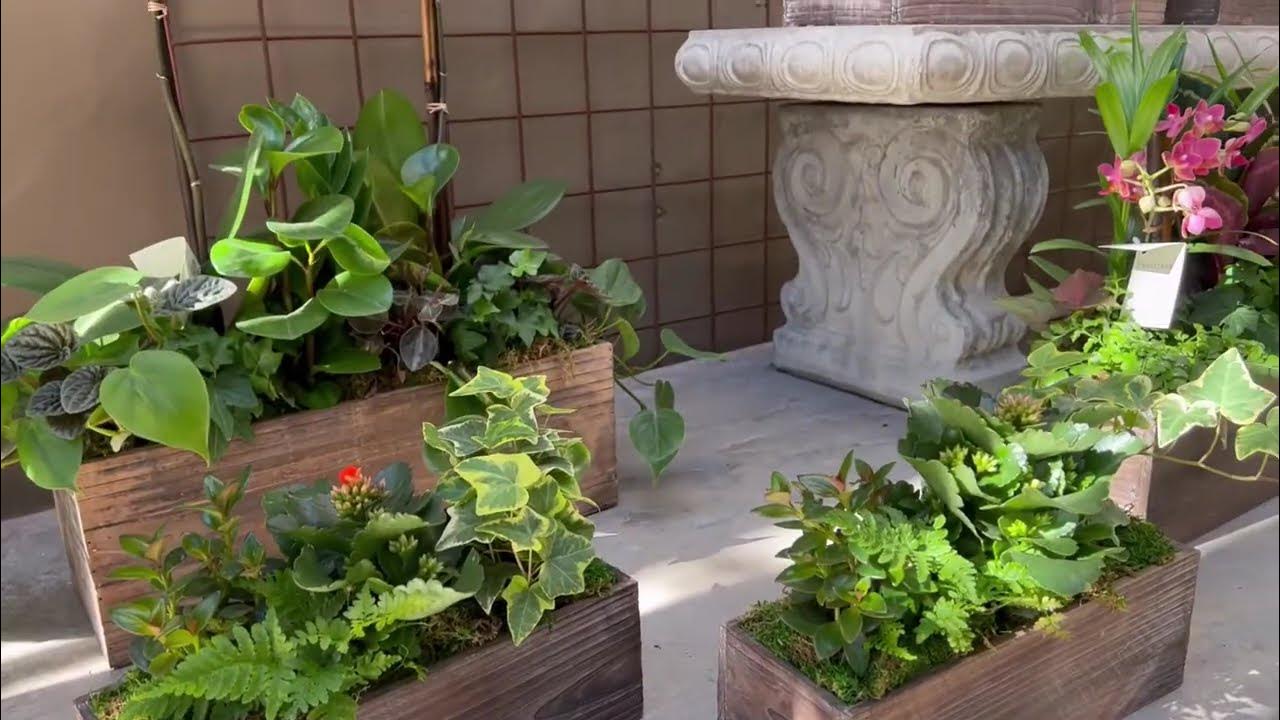 Roger's Garden Christmas 2022 YouTube