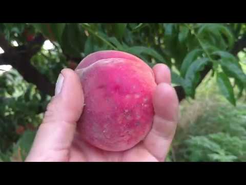 Купить Саженцы Персика Айс Пич В Крыму