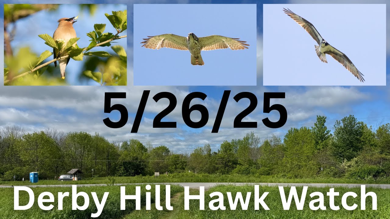 [87] Big Late-Season Raptor Flight (1,800+) at the Derby Hill Hawk Watch, 5/26/25