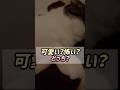 真夜中目覚めた時にこの顔の猫が隣にいた時の衝撃は今でも忘れられない