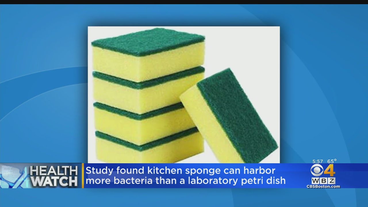 Your Kitchen Sponge Is a Better Home for Bacteria Than a Petri