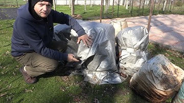 Fig Trees In Ground Uncovering Spring 2023 @backyardfigs