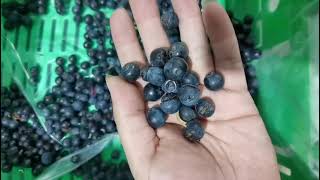 blueberry sorting and grading machine , blueberry packing unit