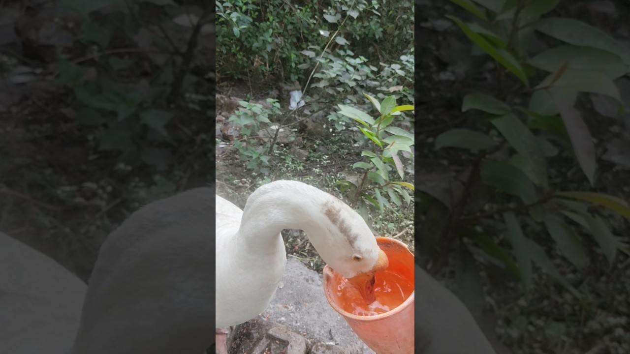 Duck drinking water 🔥🔥🔥