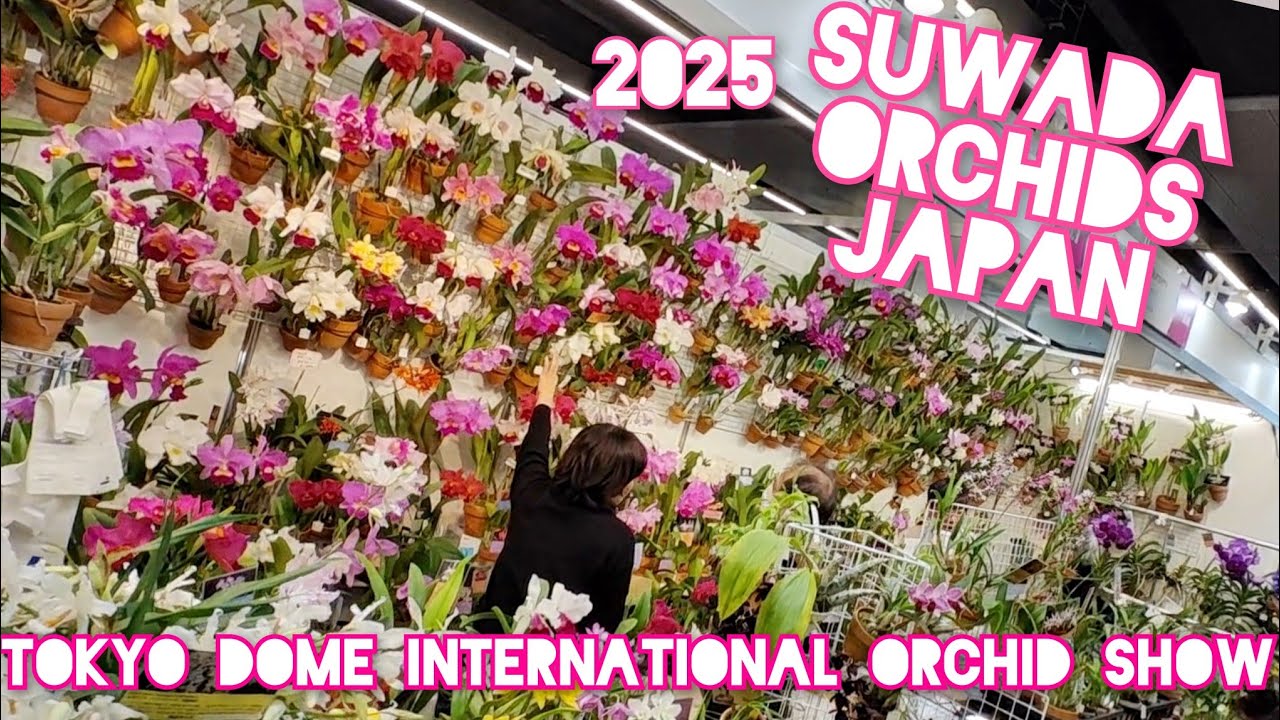 SUWADA ORCHID BOOTH at TOKYO DOME 35TH INTERNATIONAL 2025 FLOWER