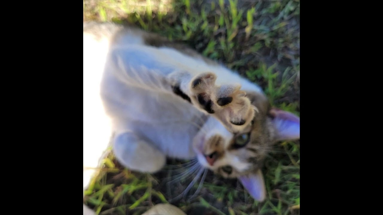 Exempt Human Specimen - Calvin