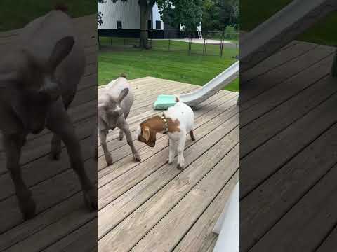 Mini Nubian Goat’s