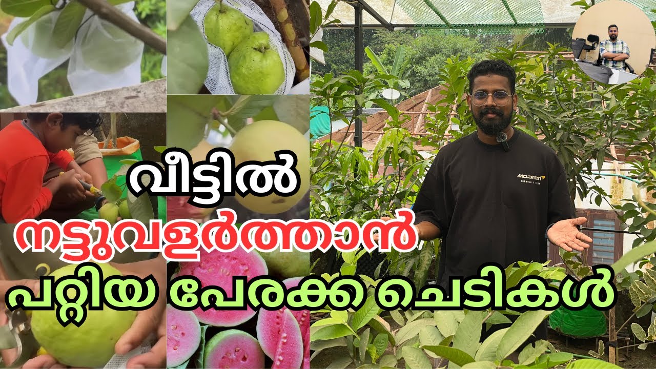 വീട്ടിൽ നട്ടുവളർത്താൻ പറ്റിയ സ്വാദുള്ള പേരക്ക വെറൈറ്റികൾ | Best Guava Variety Malayalam