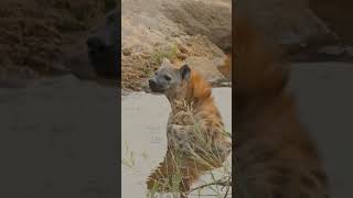 Thekkady Tour Guide 🌿 | Complete Travel Plan, Budget &amp; Tips 🐘 | Periyar Safari, Budget &amp; Itinerary