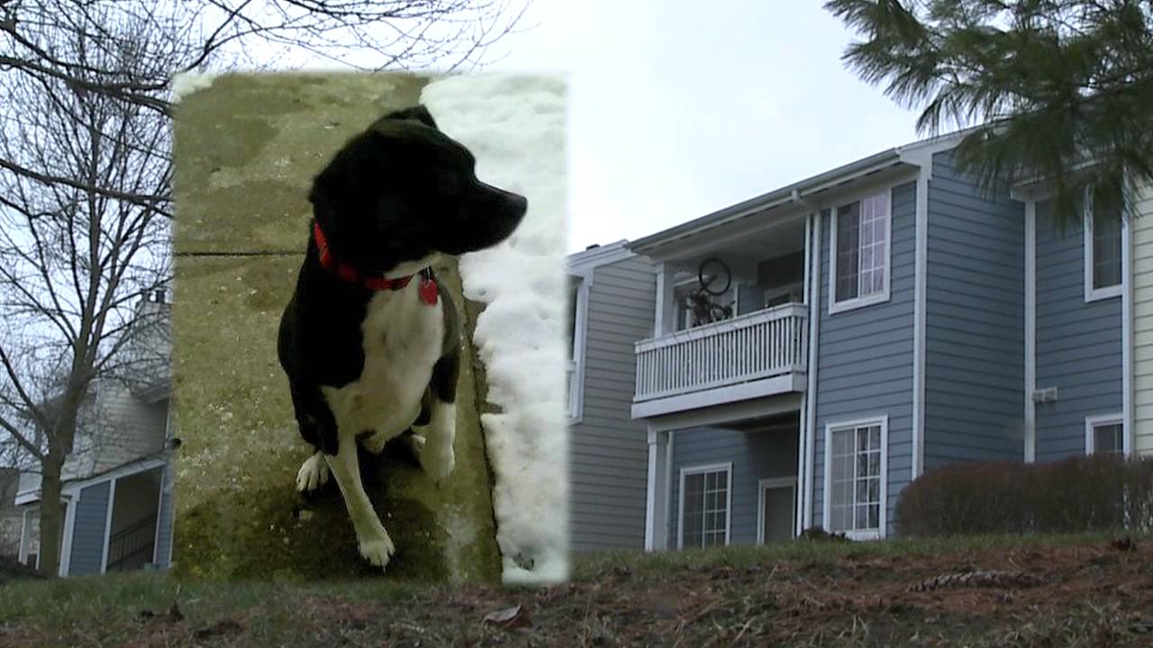 FOX59Woman Throws Dog from Balcony YouTube