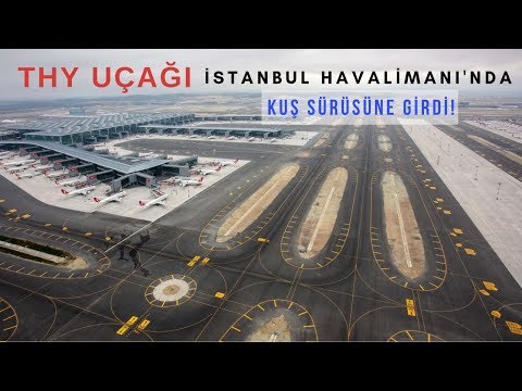 THY UÇAĞI İSTANBUL HAVALİMANI'NDA KUŞ SÜRÜSÜNE GİRDİ! HAVACILIK BÜLTENİ 57