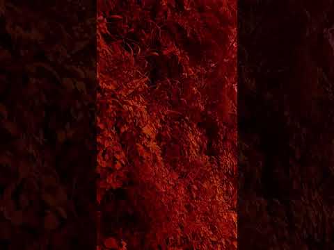 # new hand up song #ウマ娘プリティーダービー