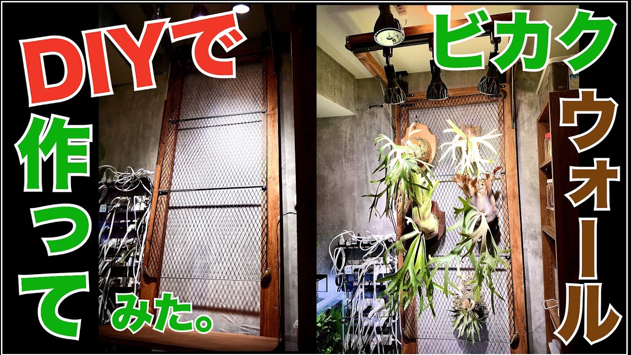 【ビカクシダ】ビカクウォールをDIYで作ってみた。