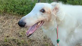 Borzoi, Irish wolfhound  Walk Together
