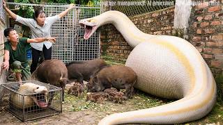 Famous 72 Hours TRAPPED 😱 MONSTER Python Invades Pig Farm – Animals Screaming… NO ONE CAN STOP IT! 🐍🔥 Profile