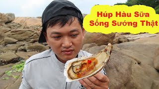 Húp Hàu Sữa Tươi Sống Nguyên Con • Ẩm Thực Biển Sầm Sơn