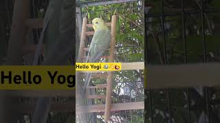 Hello Yogi ‍♀#pets #birdslover #parakeet #bird #birdplaytime #budgiesounds