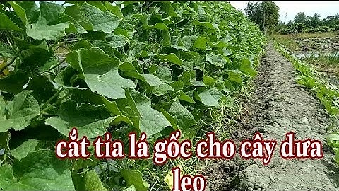 Kinh nghiệm cắt tỉa lá gốc cho cây dưa leo /Tâm Thành TV