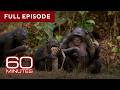 Primates | 60 Minutes Full Episodes