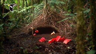 He Delivers Flowers: Vogelkop Bowerbird