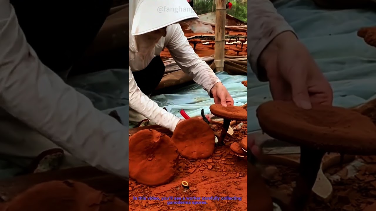 Harvesting Ganoderma Spores: Step-by-Step Process