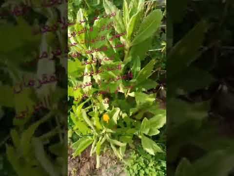 عشبة شجرة الموڨرمان الماڨرمان المقرمان الموقرامان لمعالجة الكولون العصبي والمعدة الوصفة