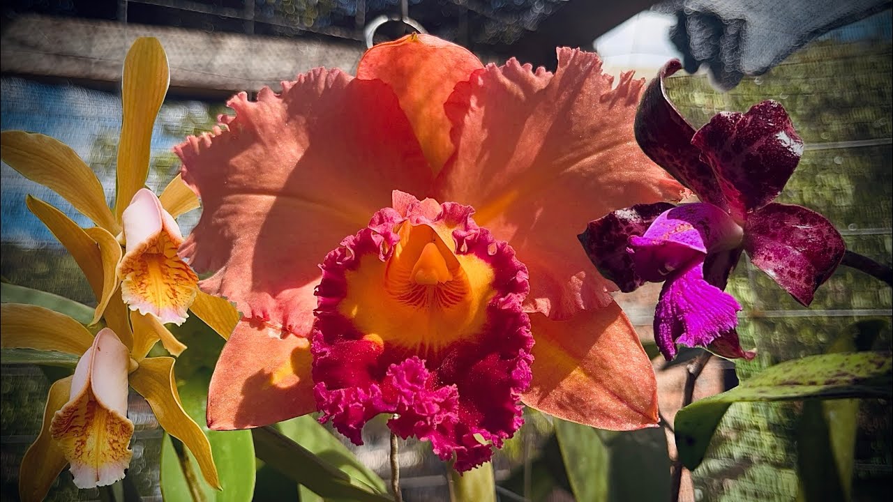 Орхидеи цветут в декабре!!! #исследуйте #цветы