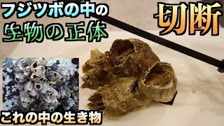 神秘的！！生きたフジツボをそのままノコギリで切断すると中の生物の秘密が明らかに、、、